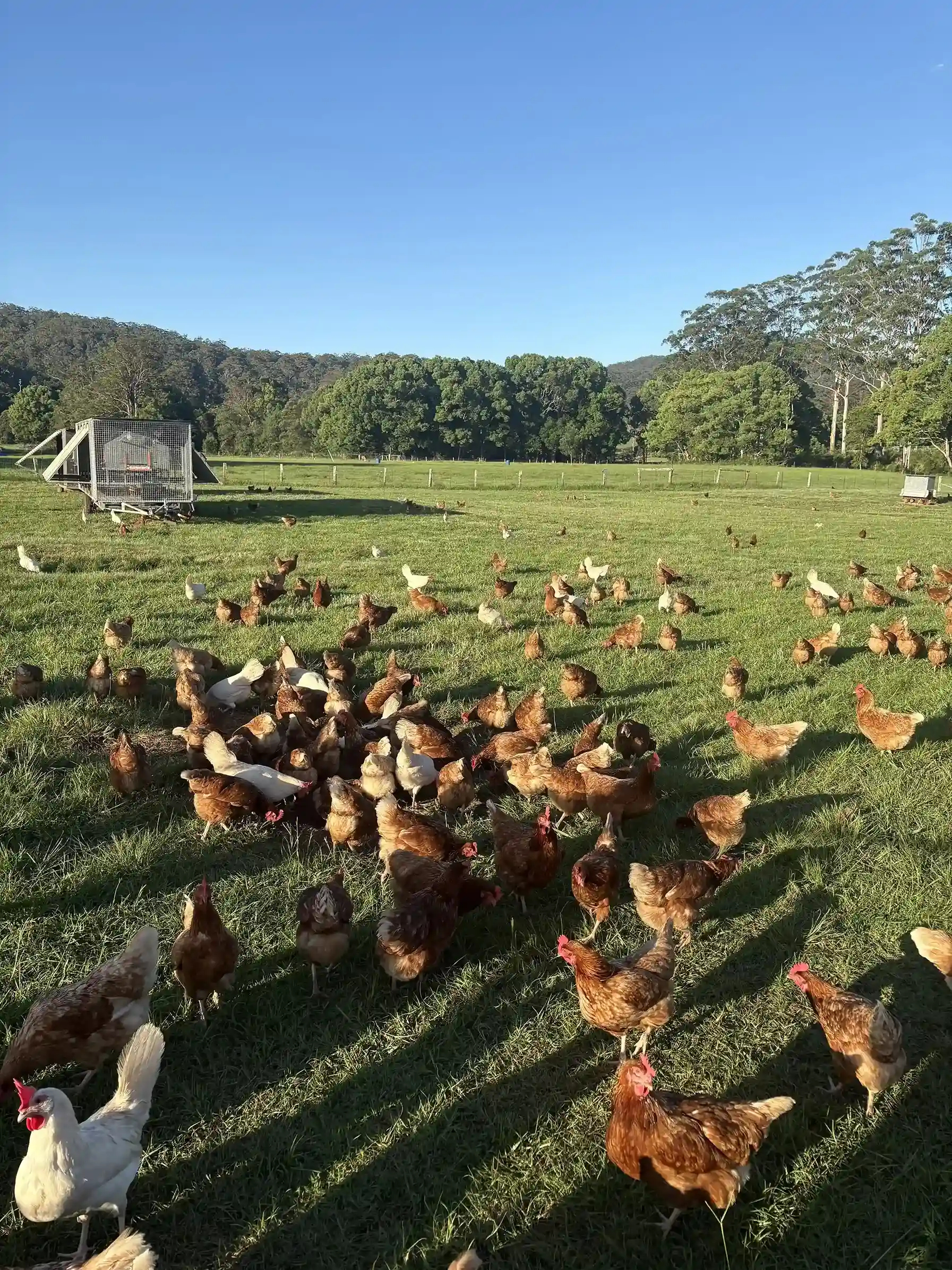Chicken farm jt